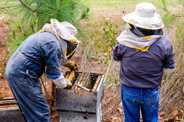 View from the back of Latino men working in front of a beehive with honeycombs.