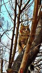 A brown and black cat with open eyes hiding on the leafless branches of a tree in winter
