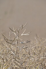 Fototapeta premium Raps, Winterraps, Brassica napus L., Erntereif
