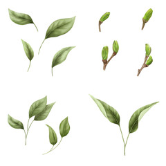 Leaves and green buds in set Watercolor digital illustration. Spring and summer greenery in botanical illustration, isolated on white background. For wedding invitation or greeting card.
