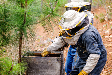 Latin farmer added smoke to hive as a deterrent to bees so they could work freely.