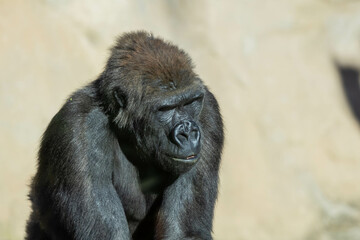 Obraz premium Close-up of a Thoughtful Gorilla in Sunlight