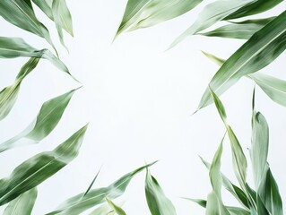 Obraz premium Fresh Corn Leaves Background