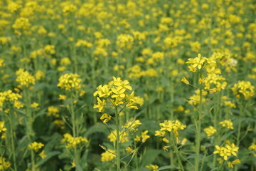 Yellow mustard flowers blooming in the mustard field, Yellow mustard field landscape, Close up Mustard plant with yellow flower with blue sky background.