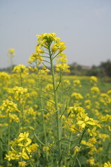 Obraz premium Yellow mustard flowers blooming in the mustard field, Yellow mustard field landscape, Close up Mustard plant with yellow flower with blue sky background.