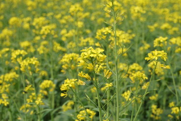 Obraz premium Yellow mustard flowers blooming in the mustard field, Yellow mustard field landscape, Close up Mustard plant with yellow flower with blue sky background.