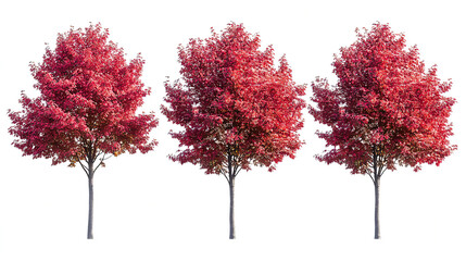 Fototapeta premium Vibrant Red Maple Trees Isolated on White Background: Perfect Autumn Foliage Scene for Seasonal Nature and Landscape Designs