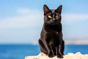Obraz premium Portrait of a cute bombay cat over serene seaside background