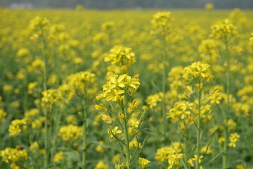 Fototapeta premium Yellow mustard flowers blooming in the mustard field, Yellow mustard field landscape, Close up Mustard plant with yellow flower with blue sky background.