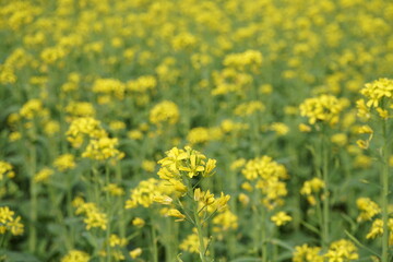 Obraz premium Yellow mustard flowers blooming in the mustard field, Yellow mustard field landscape, Close up Mustard plant with yellow flower with blue sky background.