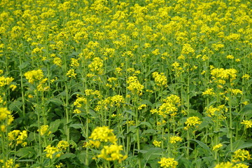 Yellow mustard flowers blooming in the mustard field, Yellow mustard field landscape, Close up Mustard plant with yellow flower with blue sky background.