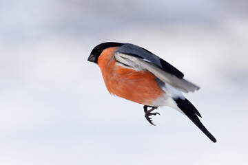 Eurasian bullfinch