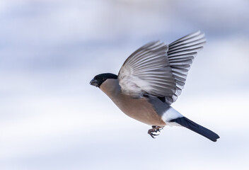 Eurasian bullfinch