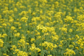 Obraz premium Yellow mustard flowers blooming in a mustard field, Mustard blossoms of oilseed, Green yellow plants of mustard field with s sunset view, oilseed flower blooming