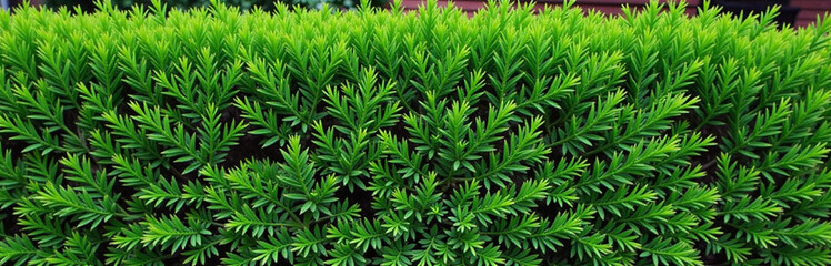 A Lush, Green Thuja Hedge Creates A Visually Appealing Background Texture That Adds Depth To Any Design Or Setting Instantly Outdoors. 00003