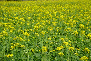 Yellow mustard flowers blooming in the mustard field, Yellow mustard field landscape, Close up Mustard plant with yellow flower with blue sky background.