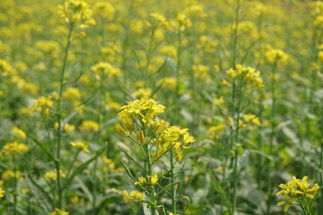 Obraz premium Yellow mustard flowers blooming in a mustard field, Mustard blossoms of oilseed, Green yellow plants of mustard field with s sunset view, oilseed flower blooming