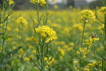 Yellow mustard flowers blooming in the mustard field, Yellow mustard field landscape, Close up Mustard plant with yellow flower with blue sky background.