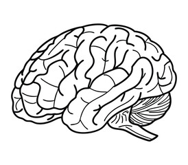Detailed black and white illustration of a human brain
