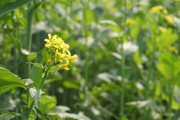 Yellow mustard flowers blooming in the mustard field, Yellow mustard field landscape, Close up Mustard plant with yellow flower with blue sky background.