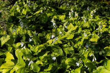 Flowers of an Amur honeysuckle bush, Lonicera maackii.