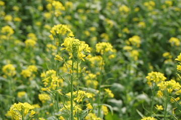 Obraz premium Yellow mustard flowers blooming in the mustard field, Yellow mustard field landscape, Close up Mustard plant with yellow flower with blue sky background.