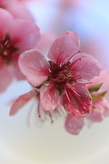 Beautiful Pink Peach Blossoms in a Garden
