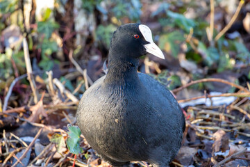 Foulque macroule sur la rive