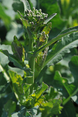 Raps,  Winterraps,  Brassica napus L.,  Frühjahr