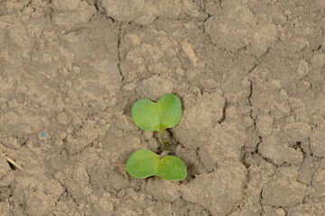 Raps,  Winterraps,  Brassica napus L.,  Auflauf