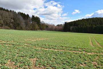 Rapsfeld nach Wiederergrünen im Frühjahr, Stadium BBch 51-53
