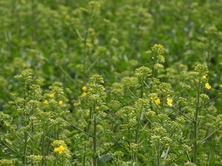 Raps,  Winterraps,  Brassica napus L. Blühbeginn