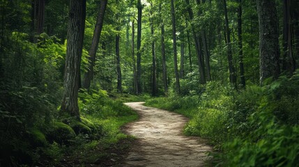 Fototapeta premium A dirt path that leads deep into the dense forest