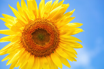 Naklejka premium Bright sunflower standing tall under a clear blue sky on a sunny day in summer