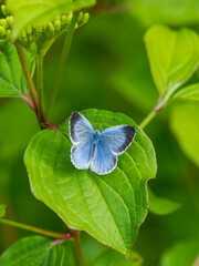Holly Blue Butterfly With Its Wings Open