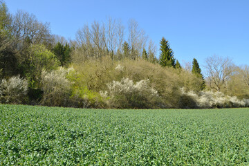 Raps,  Winterraps,  Brassica napus L., Frühjahr