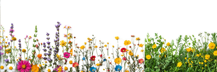 Colorful Mixed Wildflowers Blooming in a Sunny Field with Blue Sky and Green Grass