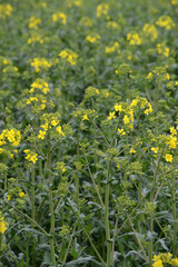 Raps,  Winterraps,  Brassica napus L, Blühbeginn