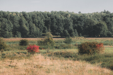 A fantastic autumn forest full of fairy tales and mystery.