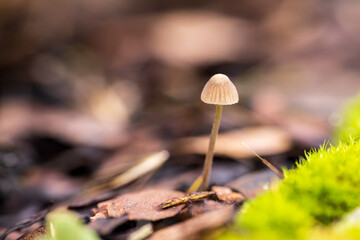 Close-up of a small mushroom in an autumn forest.