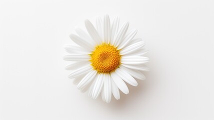 Elegant white daisy flower close-up in studio nature photography minimalist aesthetic bright background