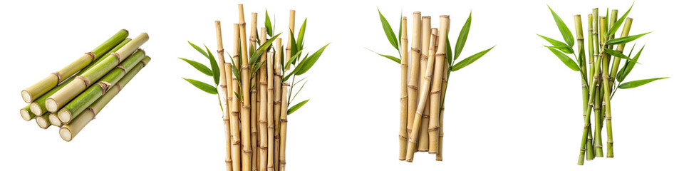 Fototapeta premium Fresh Bamboo Stalks Bundle Displaying Various Growth Stages and Vibrant Green Leaves
