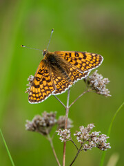 Glanville Fritillary Butterfly Resting With its Wings Open