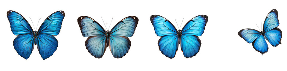 Obraz premium Vibrant Blue Butterflies in Various Positions and Angles for Nature and Wildlife Themes