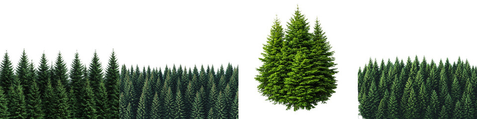 Lush Green Spruce Trees Standing Tall in a Forest Landscape with Natural Light