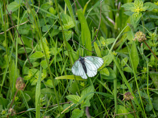 Newly Emerged Black-veined White Butterfly Drying Out