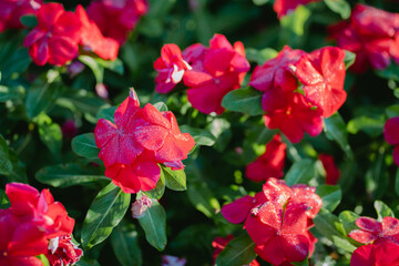 red Madagasgar periwinkle or Catharanthus roseus with drop of water blooming in garden