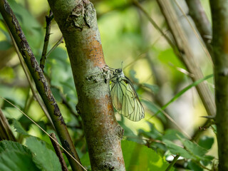 Newly Emerged Black-veined White Butterfly Drying Out