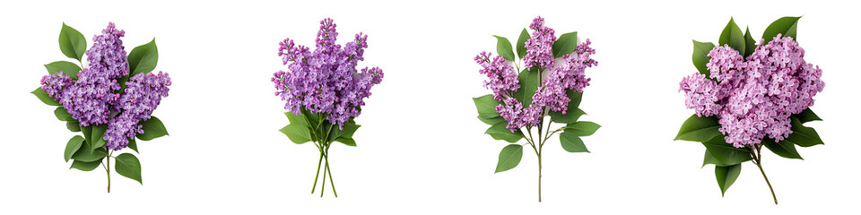 Fototapeta premium Beautiful Lilac Flowers Arrangement on Isolated Background for Spring Decor