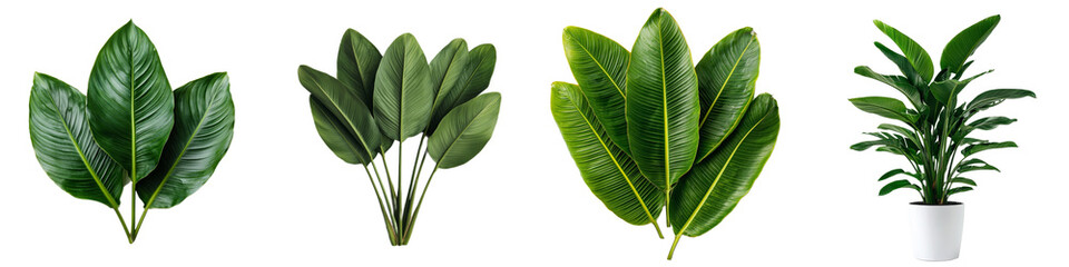Obraz premium Various Green Leaves and Indoor Plant Isolated on White Background for Design Use